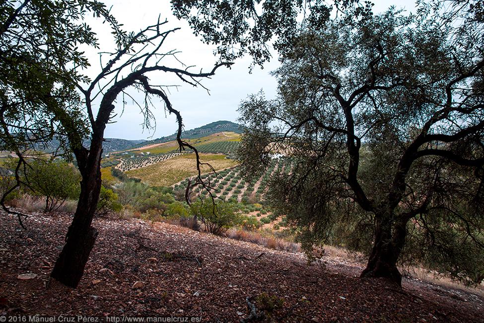 Montilla, Córdoba.